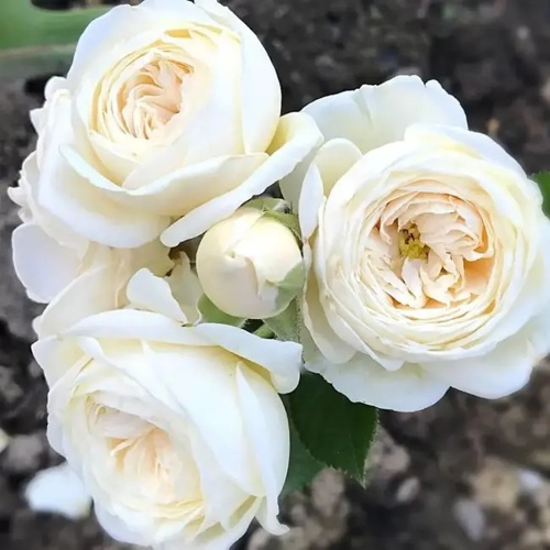 Роза АРТЕМИС шраб в Архангельске