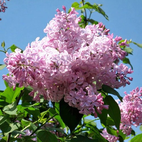 Сирень БУФФОН в Архангельске