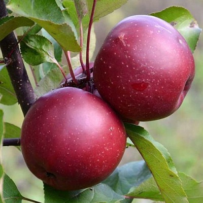 Яблоня красномясая в Архангельске