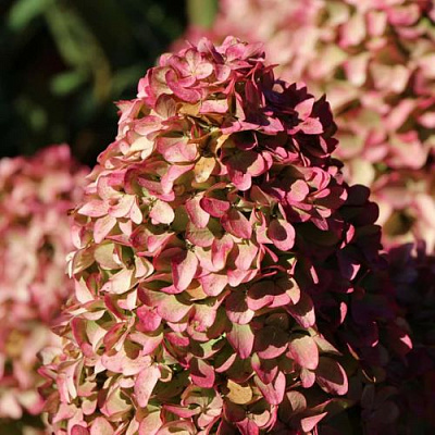 Мэджикал в Архангельске