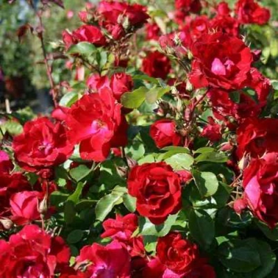 Роза ЧАМПЛЕЙН флорибунда в Архангельске