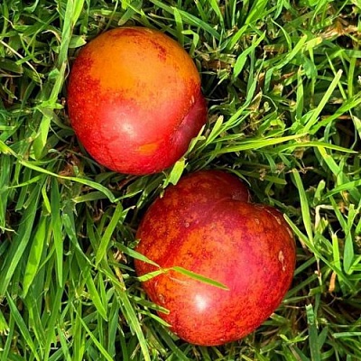Шарафуга НЕКТАРИННАЯ в Архангельске