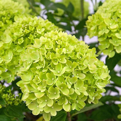 Зеленая в Архангельске