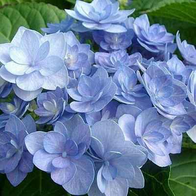 Голубая в Архангельске