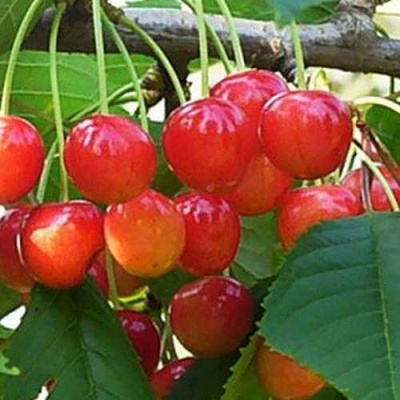 Черешня ДОНЧАНКА в Архангельске