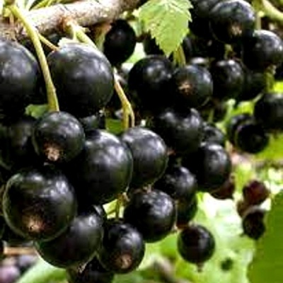 Смородина черная ОРЛОВСКИЙ ВАЛЬС в Архангельске
