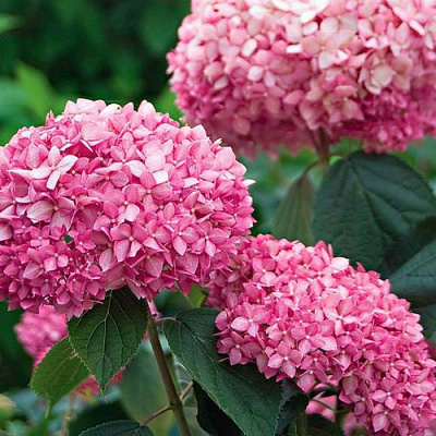 Розовая в Архангельске