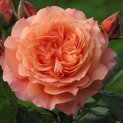 Роза шраб в Архангельске
