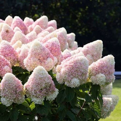 Бело-розовая в Архангельске