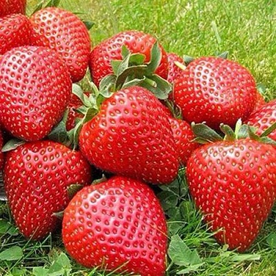Клубника ЭЛИАНЕ в Архангельске