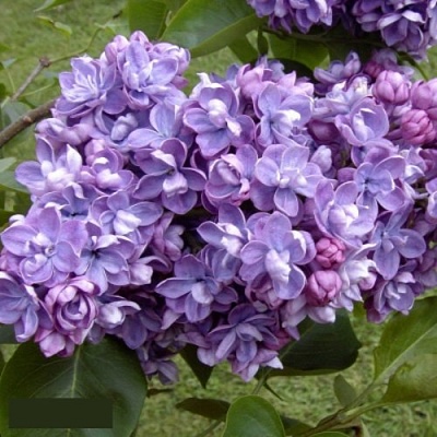 Сирень АМИ ШОТТ в Архангельске