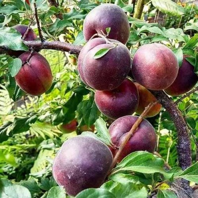 Абрикос ЧЕРНЫЙ БАРХАТ в Архангельске