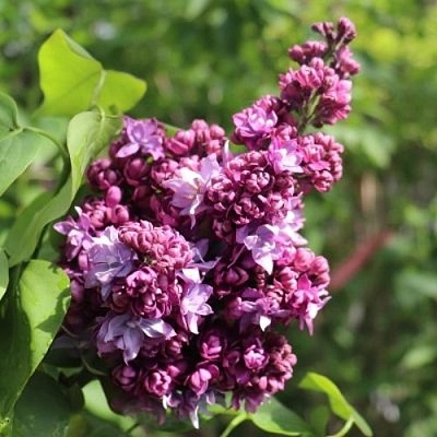 Сирень МАРШАЛ МАЛИНОВСКИЙ в Архангельске