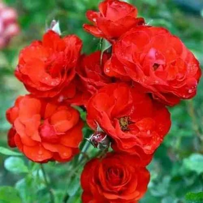 Роза ФАЙЕР КИНГ спрей  в Архангельске