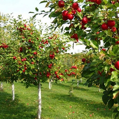 Плодовые деревья в Архангельске