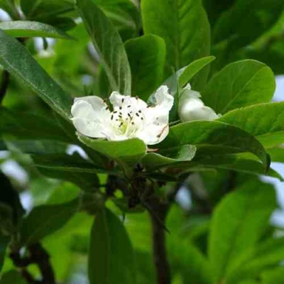 МУШМУЛА  в Архангельске