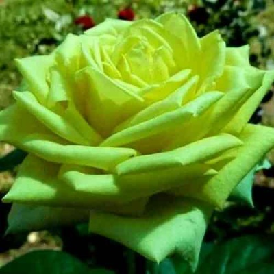 Роза АМАНДИНА чайно-гибридная  в Архангельске