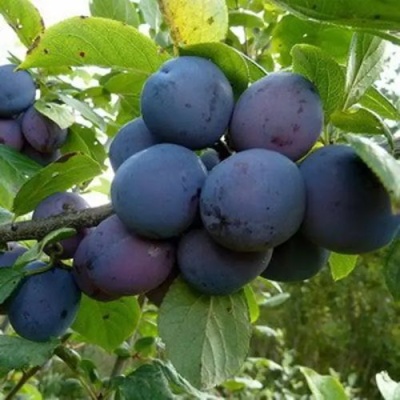 Слива КРОМАНЬ в Архангельске