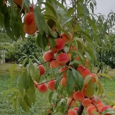Персик ВУЛКАН в Архангельске