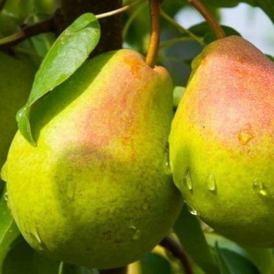 Груша ФЛЕЙТА в Архангельске