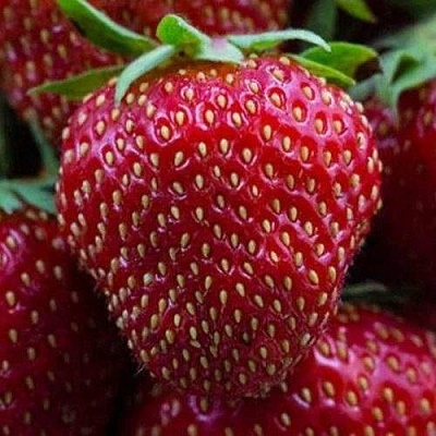 Клубника НАНДИ в Архангельске