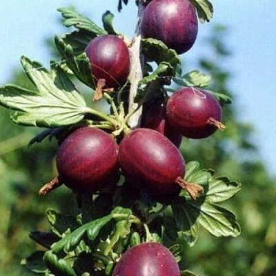 Крыжовник СЛИВОВЫЙ в Архангельске
