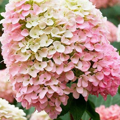 Низкорослая (карликовая) в Архангельске