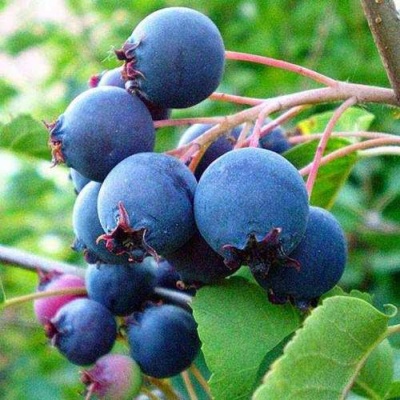 Ирга ПЕМБИНА в Архангельске