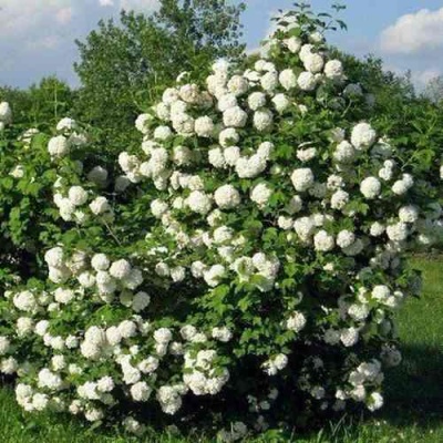 Калина БУЛЬДЕНЕЖ в Архангельске