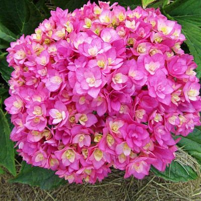 Ремонтантная в Архангельске