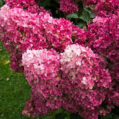 Фрайз в Архангельске