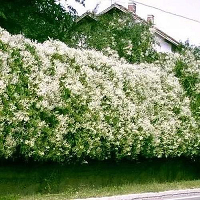 Фаллопия в Архангельске