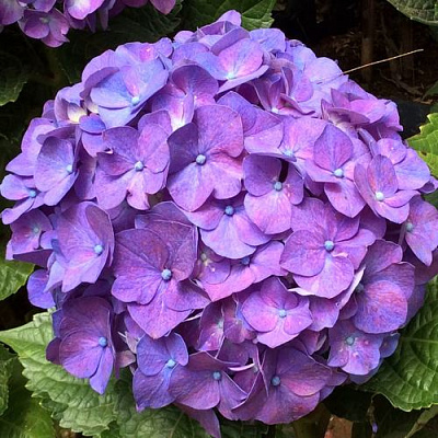 Фиолетовая в Архангельске