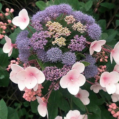 Шершавая в Архангельске