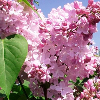 Сирень АДЕЛИНА в Архангельске