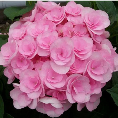 Махровая в Архангельске