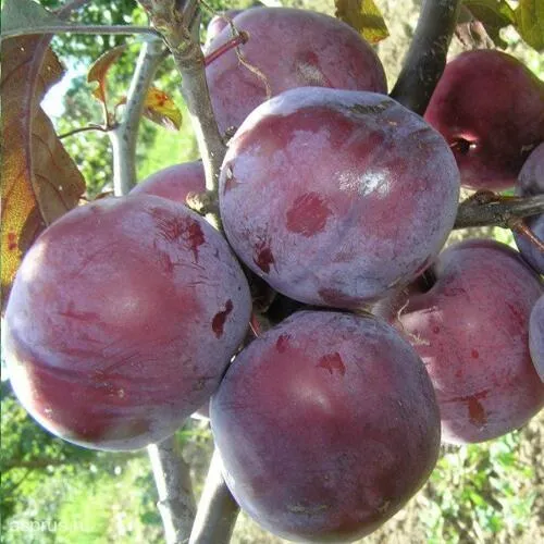 Слива ЛАМА в Архангельске
