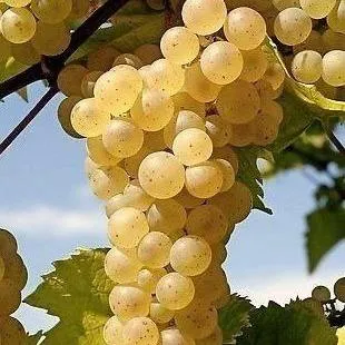 Неукрывные сорта  в Архангельске