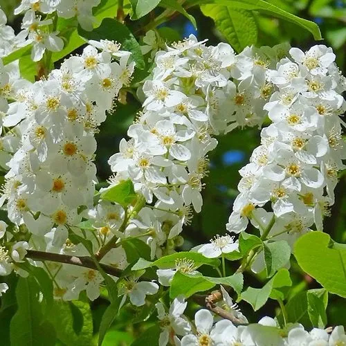 Черемуха ЧАЙКА в Архангельске