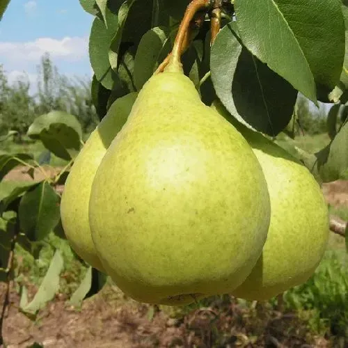 Груша Медовая Колонновидная в Архангельске