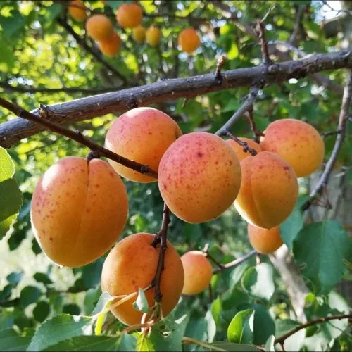 Абрикос ЖЕРДЕЛА в Архангельске