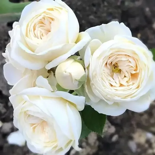 Роза АРТЕМИС шраб в Архангельске