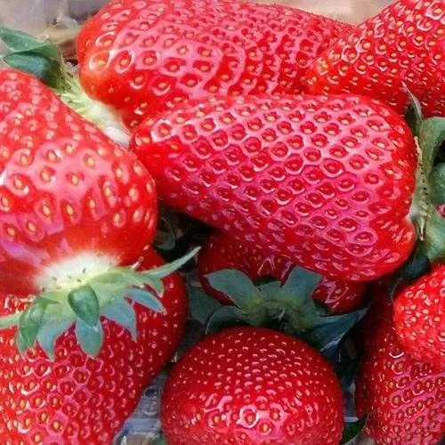 Клубника АМИ в Архангельске